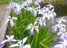iris_laviegata_albopurpurea