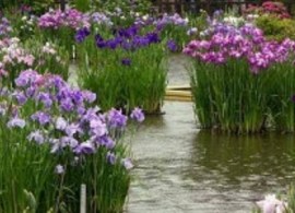 japan-plants-20148