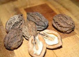 juglans_mandshurica