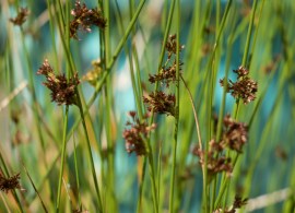 juncus-effusus-johnr2_orig
