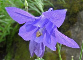 june-2013-165-aquilegia-alpina-21
