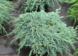 juniperus-squamata-blue-carpet