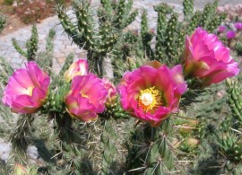 kaktus-mrozoodporny-cylindropuntia-imbricata-3