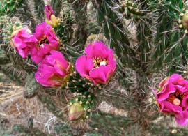kaktus-mrozoodporny-cylindropuntia-imbricata-4