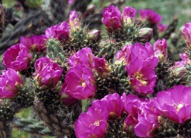 kaktus-mrozoodporny-cylindropuntia-imbricata-6