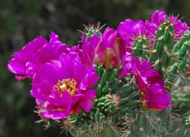 kaktus-mrozoodporny-cylindropuntia-imbricata-7