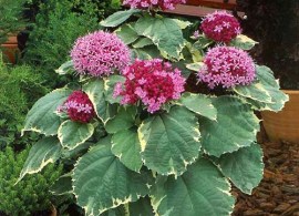 klerodendrum-2