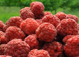 kudrania-cudrania-tricuspidata-7