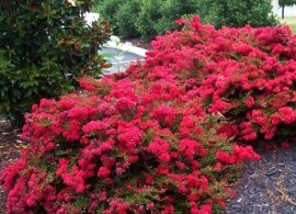 lagerstoemia-dwarf