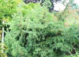 larix-kaempferi-diana-03-600x900-1