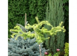 larix-kaempferi-diana1