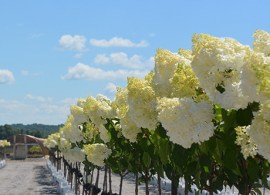 lime-light-tree-form22