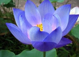 lotus-flower-seeds-nelumbo-nucifera-diamond-blue-plant