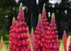 lupine-westcountry-serie-beefeater--m083436_w_4