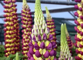 lupinus-hybrids-«west-country-manhattan-lights»