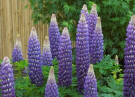 lupinus-west-country-persian-slipper-1539703582_l