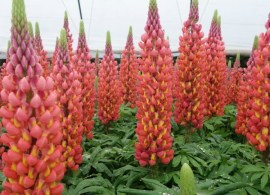 lupinus-west-country-towering-inferno-1539704503_l