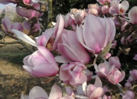 madminf_2011-3