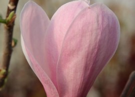 mag-simple-pleasures-5-kopiowanie