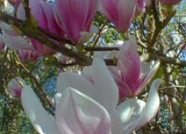 magnol_marc