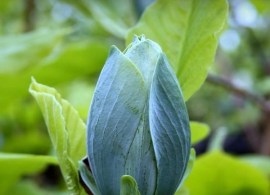 magnolia-blue-baby1