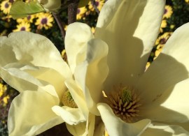 magnolia-daphne