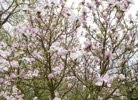 magnolia-eskimo-005_1024x1024