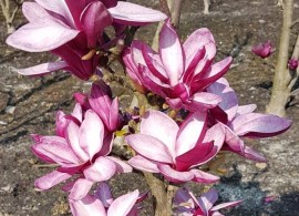 magnolia-starburst-4