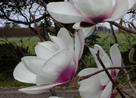 magnolia_athene