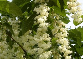 medium_pterostyrax_hispidus