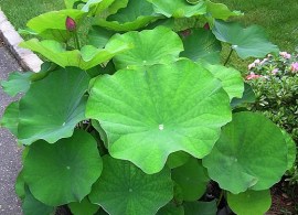 momobbotanp1010229