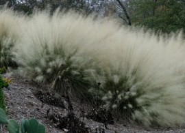 muhlenbergia-capillaris-white-cloud.i-6240.s-66370.r-1_1024x10243