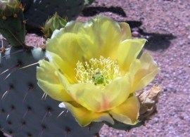 o.-magenta-4-26-07-dbgtempe-518