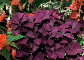 oxalis-burgundy-wine