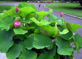 p2041170mblotus