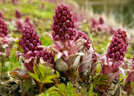 petasites-hybridus