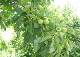 pgr_riesutmedziu-1-1024x576
