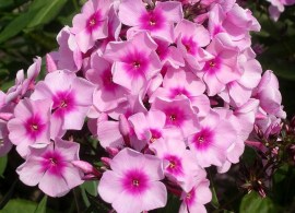 phlox-pan-brighteyes-1