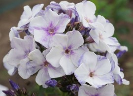 phlox-‘severnaya-palmira‘