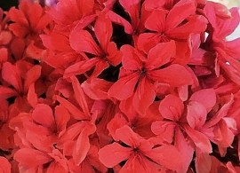 phlox_cleopatra