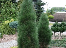 pinus_green_tower5