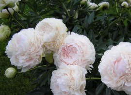 pion-travyanistyy-solanzh
