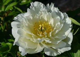 pion_17_270x195