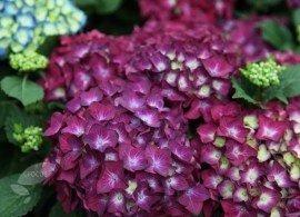 pl2000018076_card2_lg