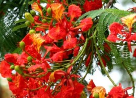 plantguru-avenuetree-delonix-regia-800x800