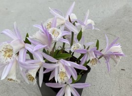 pleione-formosana-light