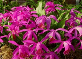 pleione-tongariro-