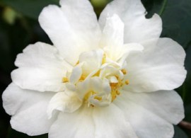 polar-ice3