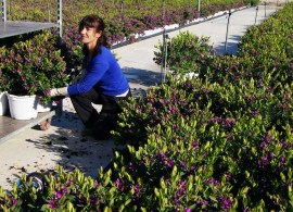 polygala-myrtifolia-1