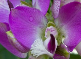 polygala-myrtifolia-flowers-2_0